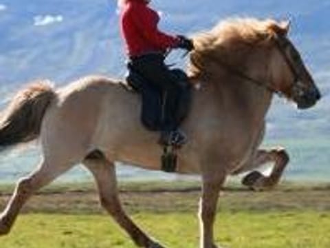 Horse Riding Tour and Explore Scenery in Gásir Akureyri, photo 4