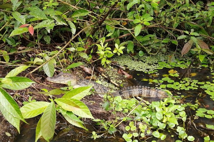 Tortuguero National Park Canal Tour with Canoe