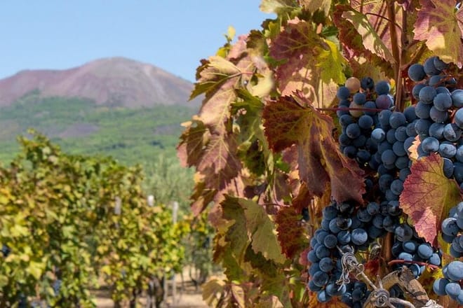 Full-Day Pompeii and Vesuvius Tour with Wine Tasting  10