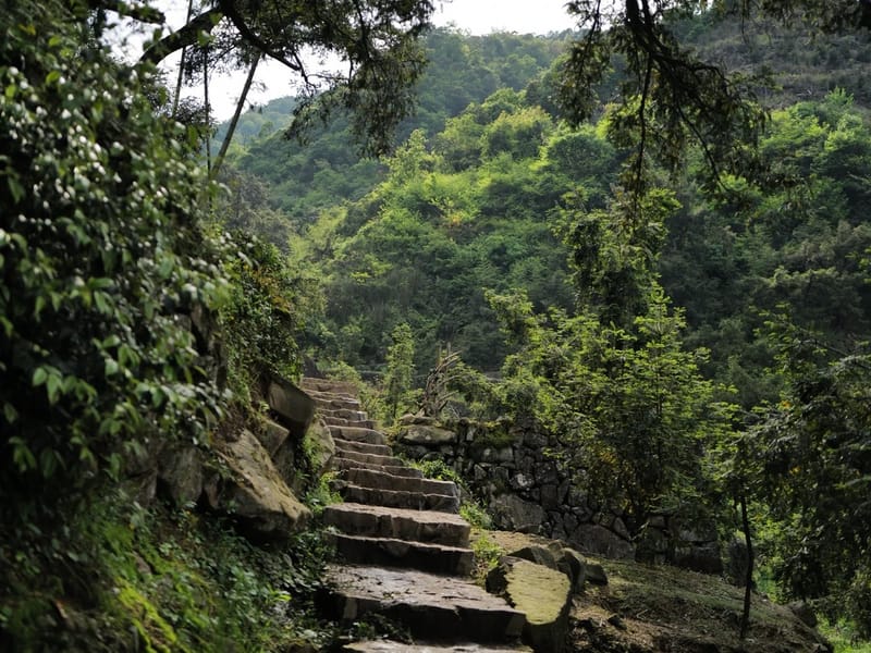 Shanghai: Zhuji Ancient Torreya Forest Day Trip