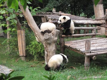 One-Day Chengdu Highlights Tour