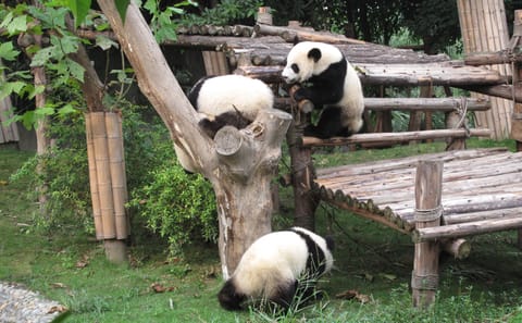 Chengdu City Highlights Tour with Panda Base Visit