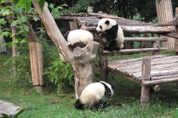 Chengdu City Highlights Tour with Panda Base Visit