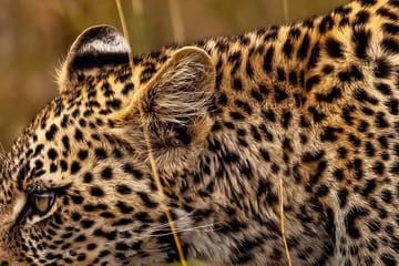 Elephant Special Serengeti & Ngorongoro Crater 5 Days / 4 Nights