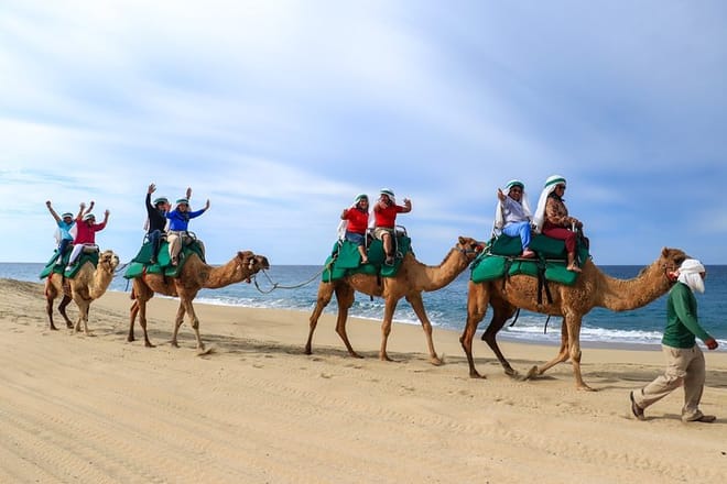 Cabo Camel Ride Experience 6