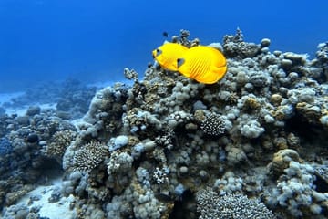 Adventure and Culture Tour in Sharm El Sheikh, Egypt