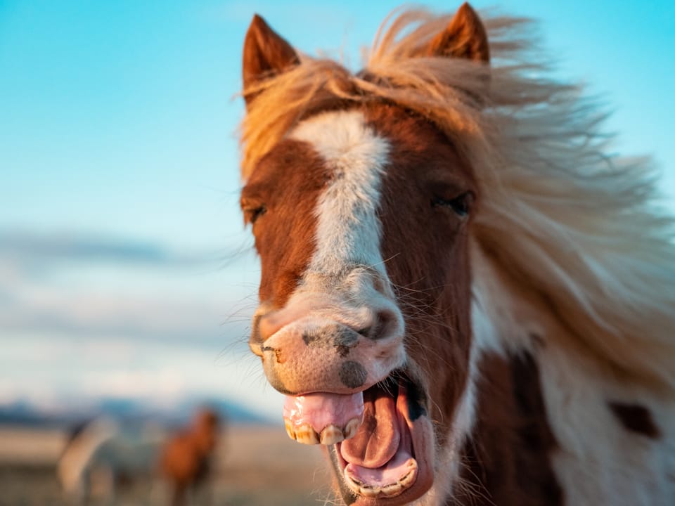 Golden Circle & Meet the Icelandic Horses - Small Group Minibus — Magic Iceland Travel