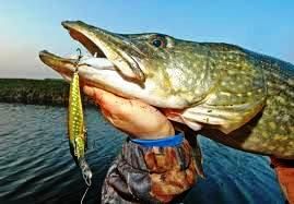Pike fishing by boat on Lough Corrib, single fisherman. Galway. Private guided. French/Eng