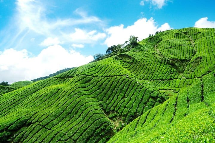 Nuwara Eliya Tea Estate
