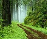 Sinharaja Trekking One Day Tour (Start from Galle) 4