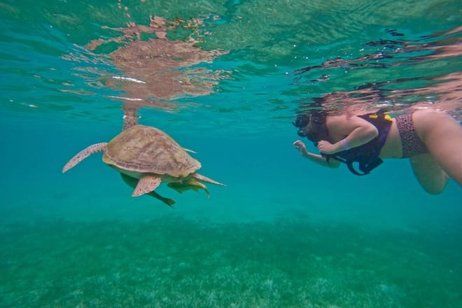 Santuario de tortugas Akumal Snorkel Experiencia marina