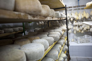 White gold from milk - visit to a typical Santa Caterina cheese dairy