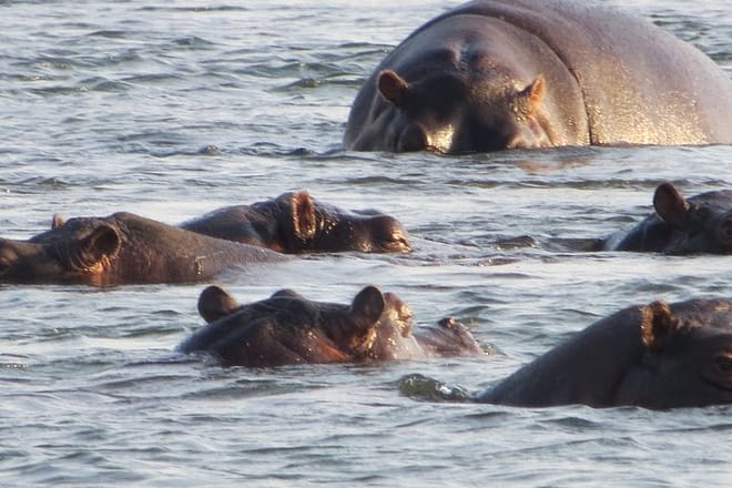 Zambezi Hippos