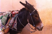 Your Own Morocco. Fez Private Tour: A City Beyond The Imagination 5