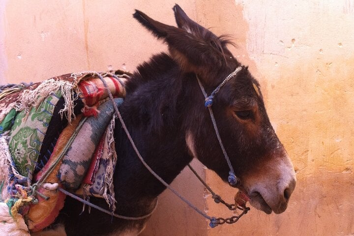 Your Own Morocco. Fez Private Tour: A City Beyond The Imagination 5