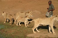 Lion & Elephant Safari Adventure Full-Day Tour 2