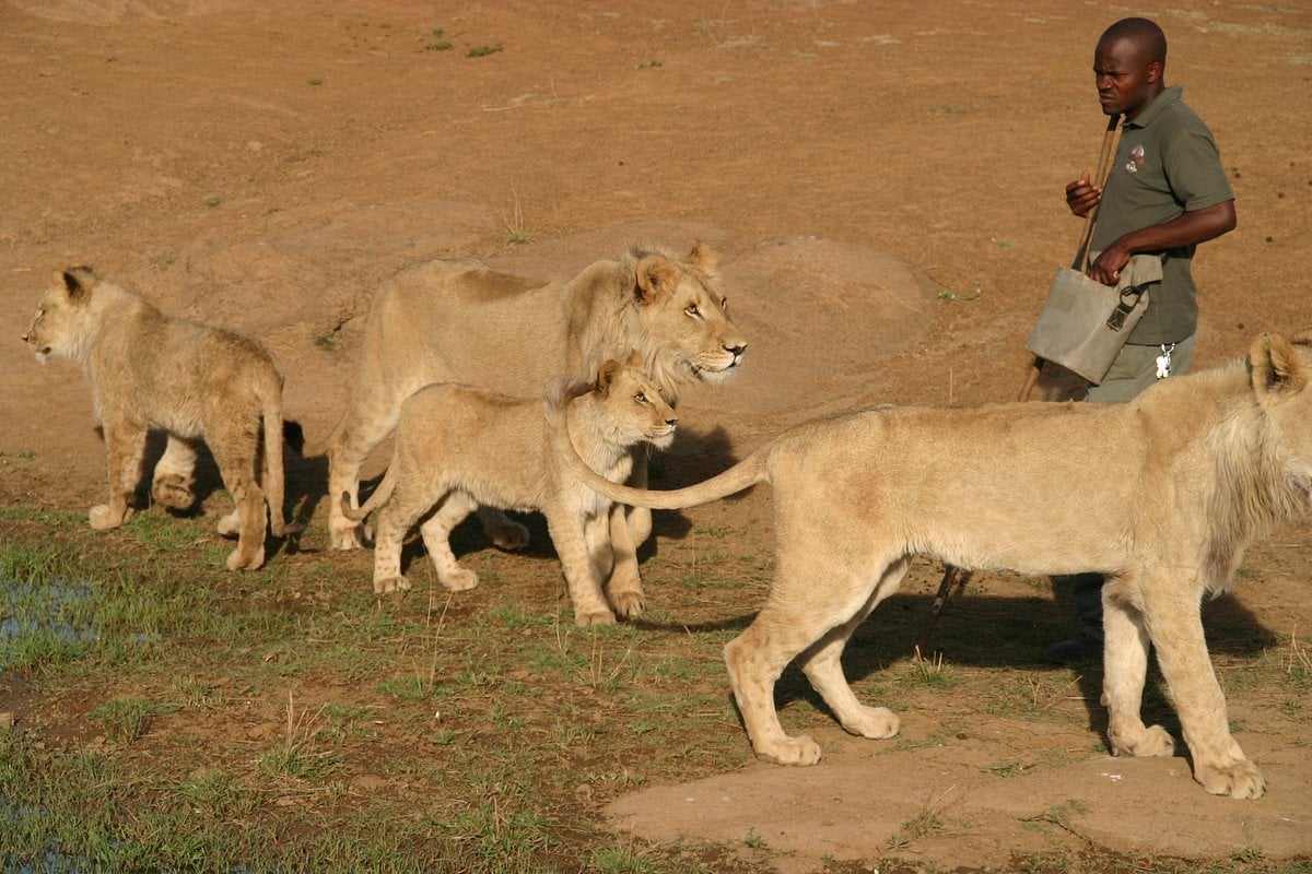 Lion & Elephant Safari Adventure Full-Day Tour 2