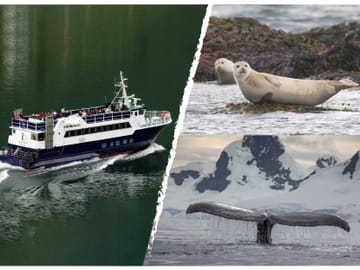 Whale Watching Adventure Tour in Reykjavík, Iceland