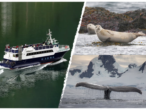 Whale & Marine Adventure Tour