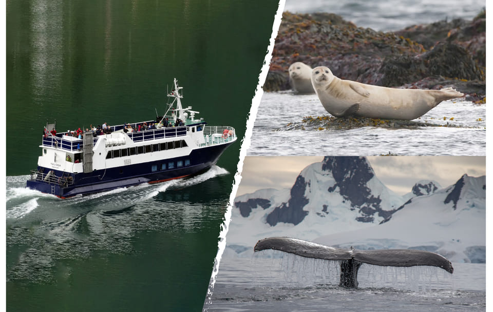Whale Watching Adventure Tour in Reykjavík, Iceland