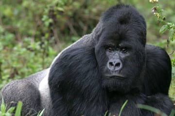 3 Day Mgahinga Mountain Gorilla Trek.