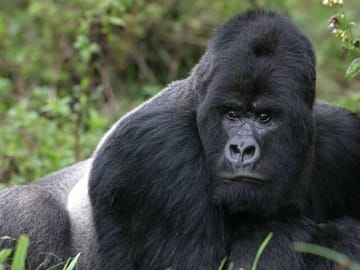 Gorilla Trekking Adventure in Mgahinga National Park, Uganda