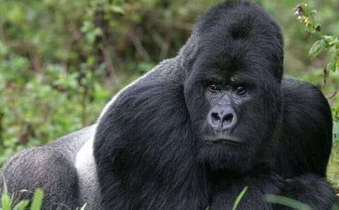 Gorilla Trekking Adventure in Mgahinga National Park, Uganda
