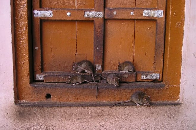 Rat in Temple
