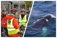 Reykjavík Whales & Bikes 8