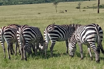 12 Days wildebeest migration Masai Mara Nakuru Uganda gorilla trekking safari