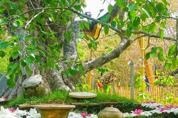 Aukana and Anuradhapura Cultural Day Tour from Habarana