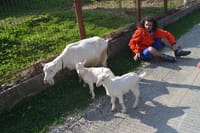 White goats