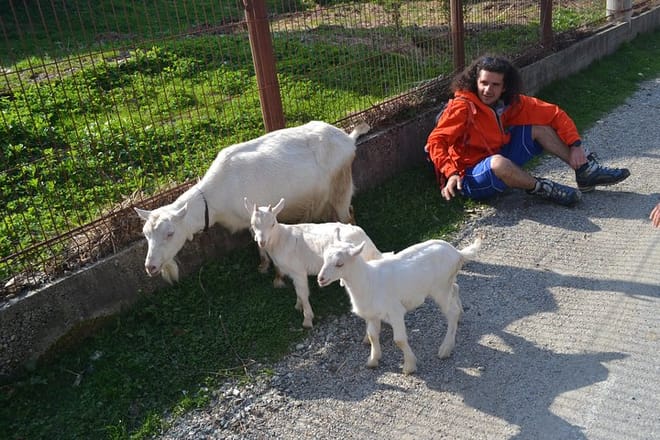 White goats