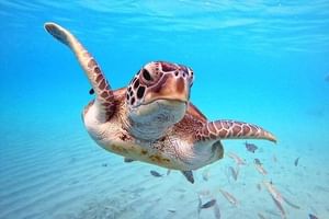 Diving in the crystal clear waters of the Red Sea in Egypt