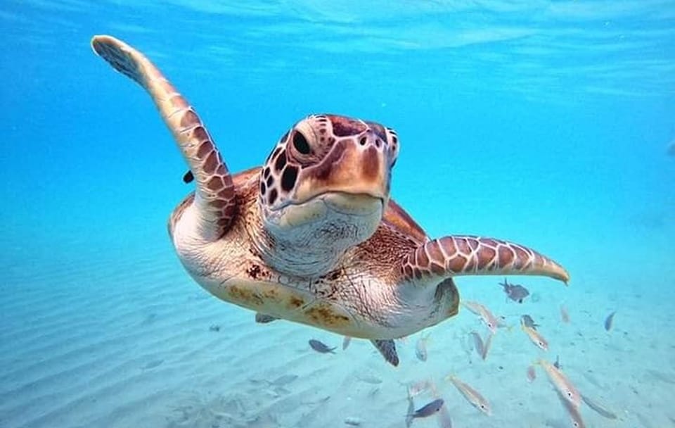 Diving Tour of the Red Sea's Underwater Wonders from Hurghada