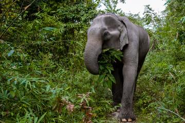 Playful Half-Day Elephant Sanctuary Adventure