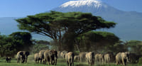 2days Amboseli Overnight Safari 7