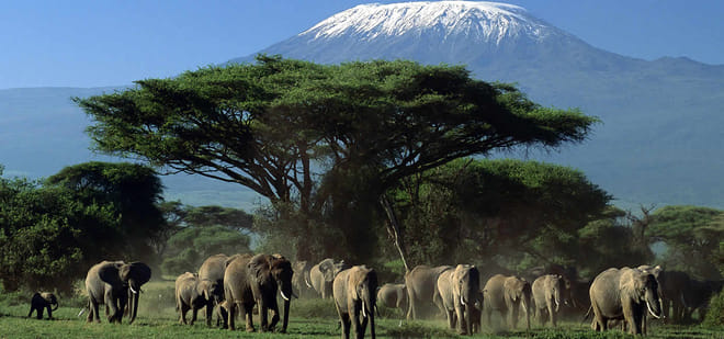 2days Amboseli Overnight Safari 7