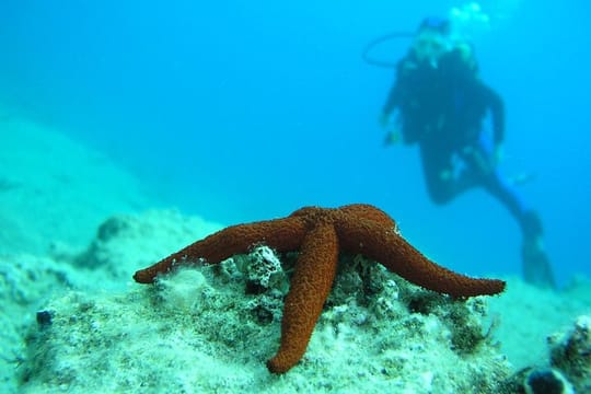 Fethiye Scuba Diving Experience