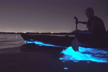 Auckland Bioluminescence Kayak Tour – Waiake Beach