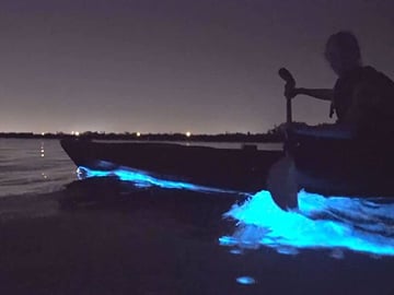 Bioluminescence Kayak Tour at Waiake Beach in Auckland