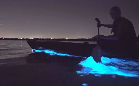 Bioluminescence Kayak Tour at Waiake Beach in Auckland