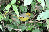 Bird Watching Doi Inthanon  8