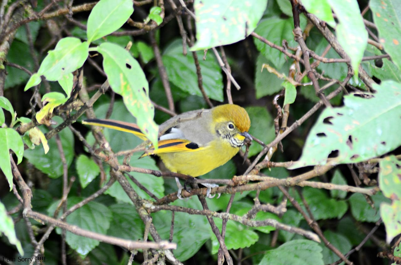 Bird Watching Doi Inthanon  8