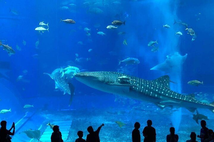 American Village &Okinawa Churaumi Aquarium Tour from Naha/Chatan