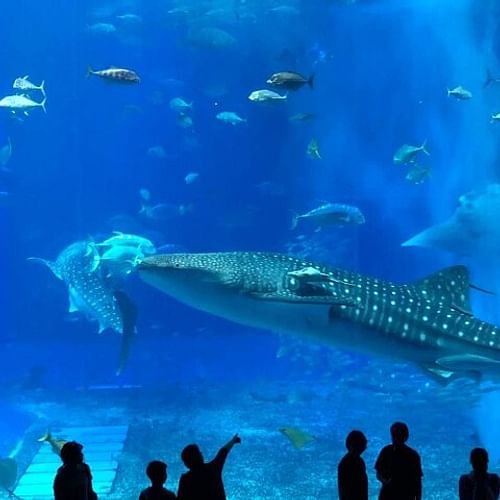 American Village &Okinawa Churaumi Aquarium Tour from Naha/Chatan