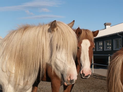 Horses and Waffles, photo 3