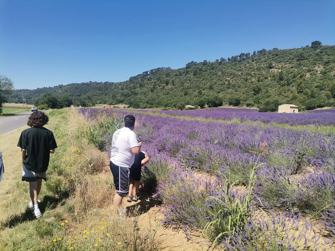 Live a real and unique experience in a lavender field 4