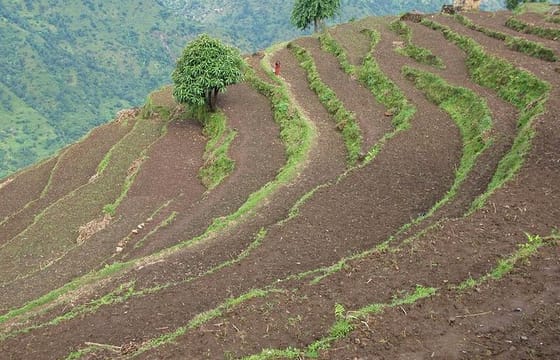 5-Day Historical Barpak Village Homestay Hike