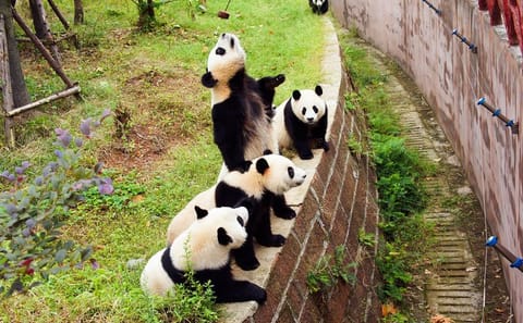 Half-Day Private Tour of Chengdu Giant Panda Breeding Research Base